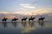 Island Equestrian Center
