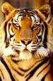 Sriracha Tiger Zoo