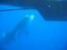 Utila Whale Shark Research Project