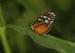 Roatan Tropical Butterfly Garden