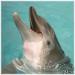The Clearwater Marine Aquarium, Inc