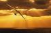 San Francisco Hang Gliding