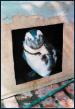 Penguin Center