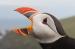 Shetland Wildlife Tours