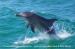 Dolphin Discovery Centre