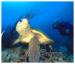 Baja Blue Divers
