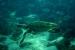 Under World Scuba