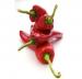 The Westcountry Curry Company