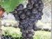 Tuki Vineyard