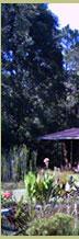 Treehouse Forest Lodge
