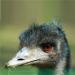 Servion Zoo