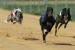 Greyhound Racing