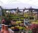 Blue Rose Garden Centre