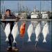 Doyles Boat Rentals