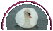  A White Swan Bed & Breakfast