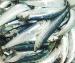 Vinnies Sardine