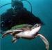 Al Boom Diving