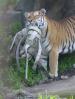 Toledo Zoo