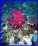 Nusa Dua Dive Centre