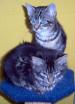 Rainbow Animal Rescue