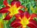 Pollies Perennials