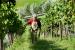 Bimbadeen Wines