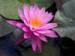 Naturopathic Medicine