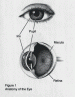 Florida Retina Institute