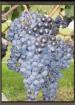 Orleans Wine and Spirits