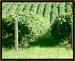 Barrister Winery