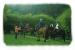 Rheidol Riding Centre
