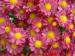 Shemin Nurseries