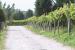 Rosemary Vineyard