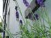 Lavender Cottage