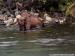 Fish On Bear Viewing