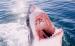 Sharklady Adventures