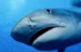 Great White Shark Cage Diving