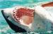 Africa Shark Dive Safaris