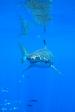 Shark Diving International 