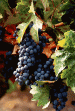 Beau Wine Tours and Limousine Service