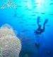Pro Dive Port Elizabeth