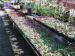 Colyn's Nursery and Garden Centre