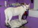 House of Paws Pet Salon