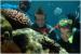 Dolphin Wild Island Cruises