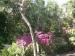 Sunbirds