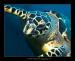 Blue Water Divers