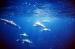 CaÃ±o Island Biological Reserve Diving Excursion