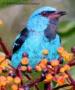 Birdwatching Tours 