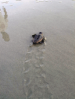 The Tybee Island Marine Science Center