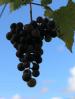 Woodhill Mountain Wines